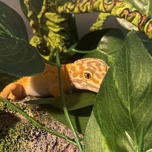 Meet your Posher, Josh